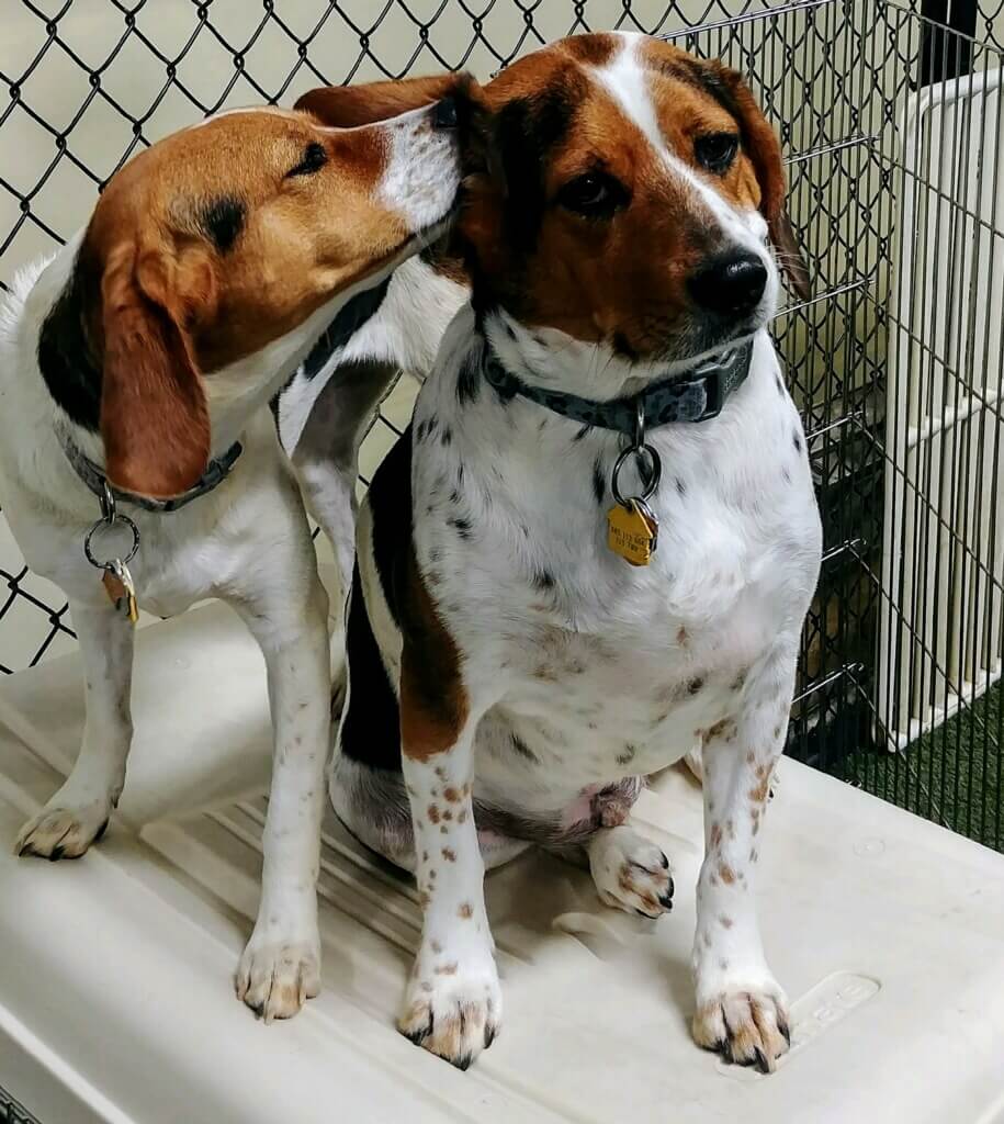 Overview of Integrative Veterinary Medicine Raising K9 Dog Training