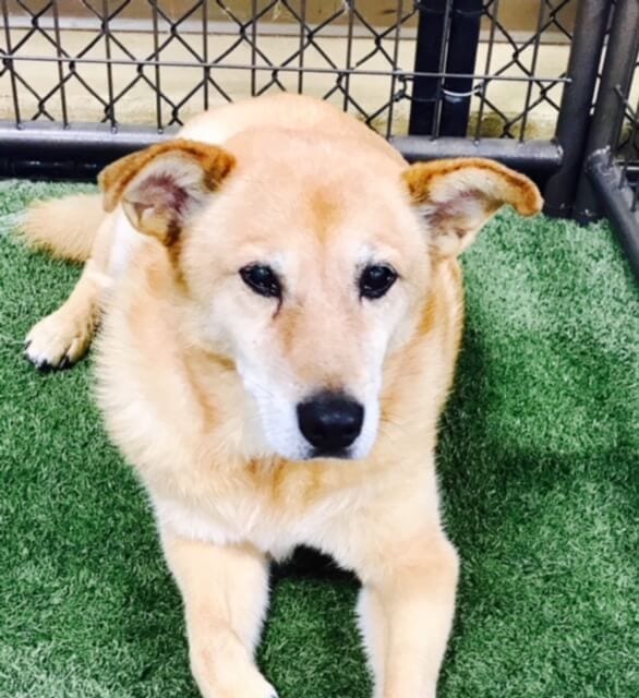 What's Causing my Dog's Diarrhea? A Look at Coccidia and Giardia in