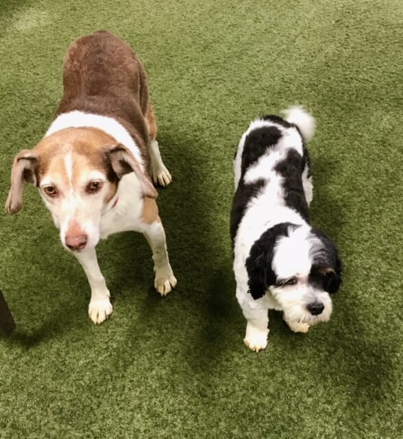 Lawn Chemicals and Cancer in Dogs Raising K9 Dog Training