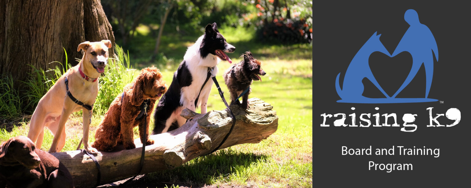 Boarding & Training Program Raising K9 Dog Training